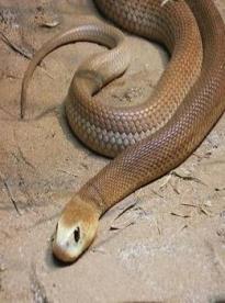 Film: Taipan - nejjedovatější had světa